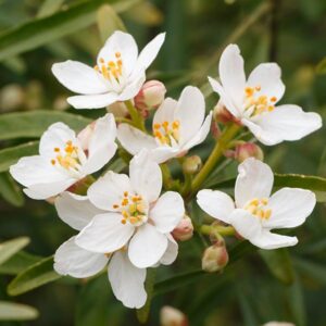 Choisya fiore profumato