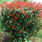 Fotinia (Photinia Red Robin)