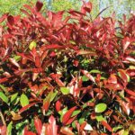 Fotinia red robin prezzo