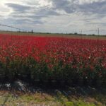 Piante fotinia da siepe