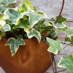 cuore corten porta piante dettaglio