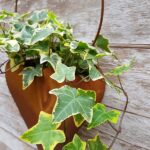 Cuore corten porta piante da appendere - immagine 4