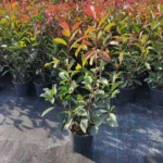 pianta di Photinia fraseri ‘Red Robin’