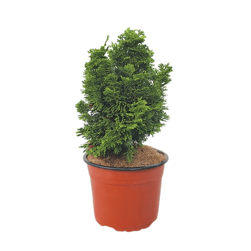 Cipresso di Hinoki nano