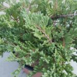 Ginepro Horizontalis Blue Chip dettaglio ramo