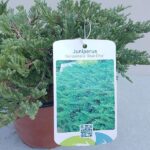 Ginepro Horizontalis Blue Chip label