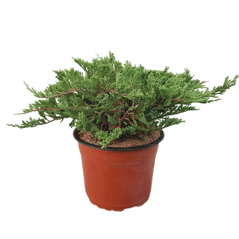 Ginepro Horizontalis Blue Chip