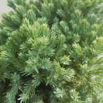 Ginepro squamata Blue Star foglie