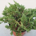 Ginepro Horizontalis Blue Chip dettaglio alto