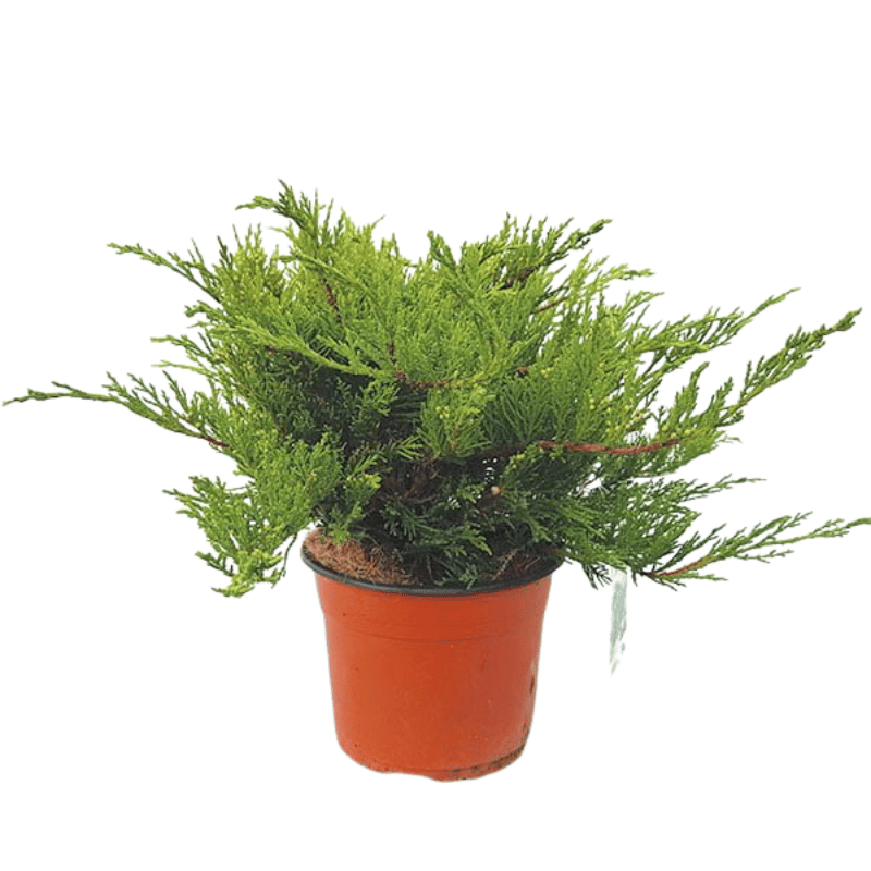 Juniperus sabina Tamariscifolia