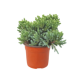 Juniperus squamata Blue Star