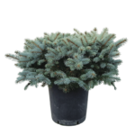Picea Punges glauca Globosa