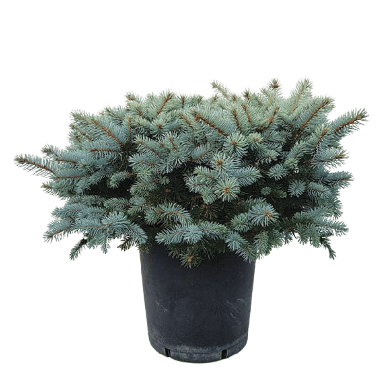 Picea Punges glauca Globosa