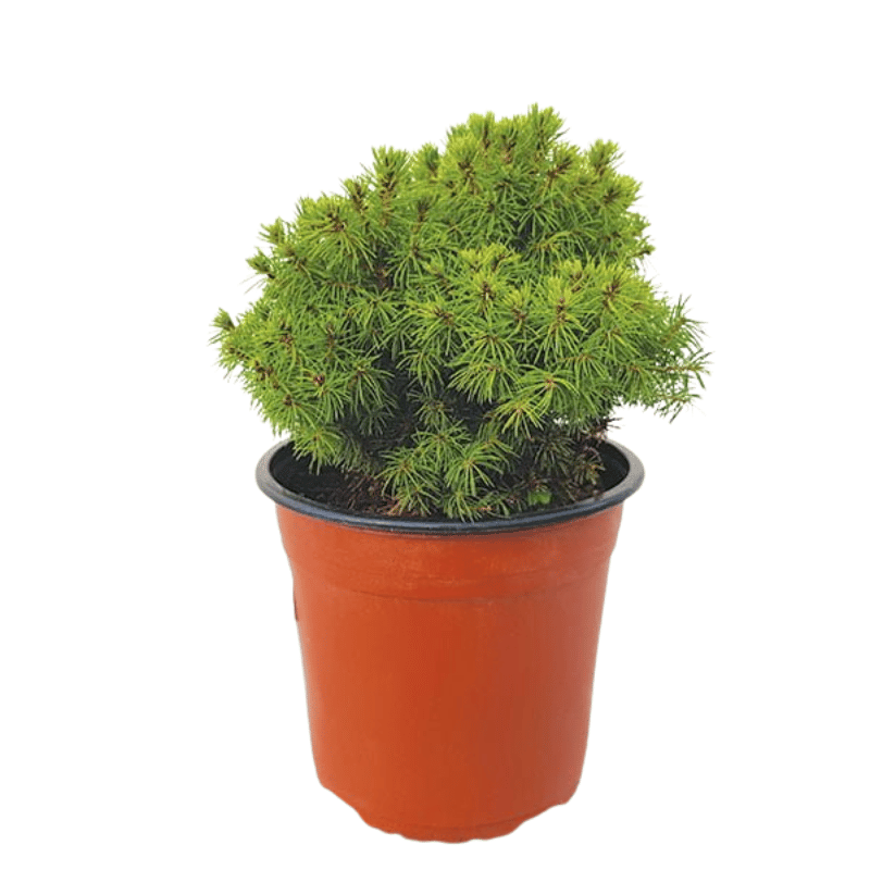 Picea glauca Alberta Globe