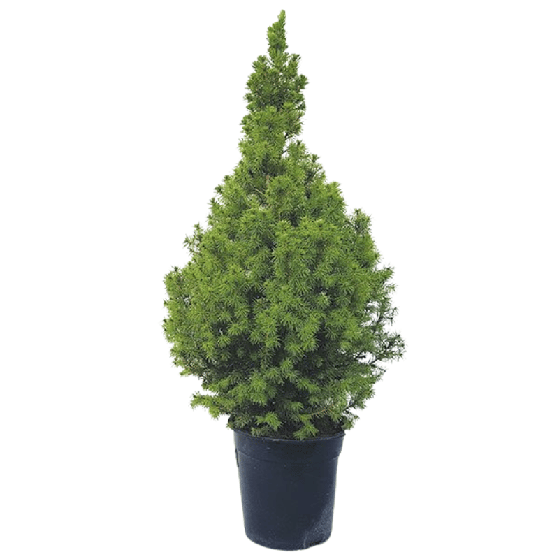 Picea glauca Conica