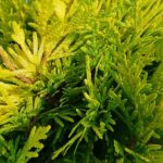 Thuja occidentalis Golden Globe foglia