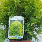 Thuja occidentalis Golden Globe label