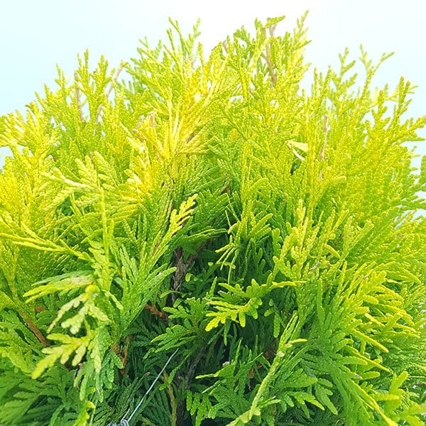 Thuja occidentalis Golden Globe sfumatura