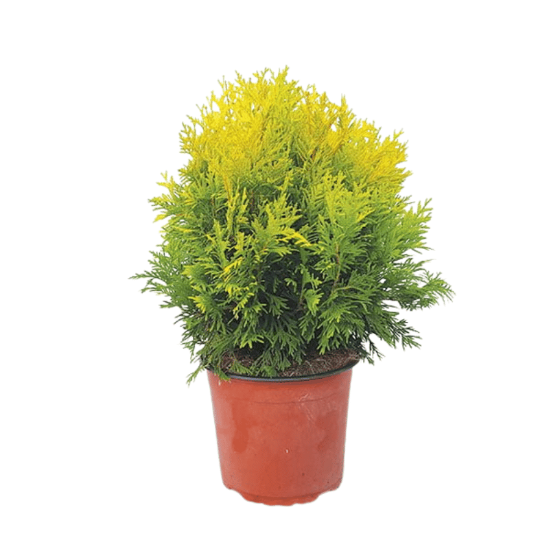 Thuja occidentalis Golden Globe