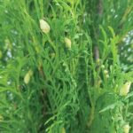 Thuja occidentalis columna - immagine 2