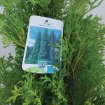 Thuja occidentalis columna - immagine 3