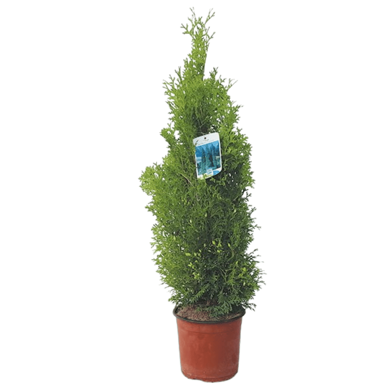 Thuja occidentalis columna