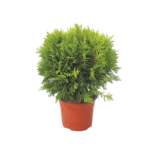 Thuja occidentalis danica