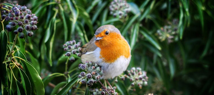 Garden Mile Wild Garden – Doppia Mangiatoia Per Uccelli Selvatici, Con Piattaforma E Gabbia Per Suet E Vermi, Facile Da Appendere E Riempire