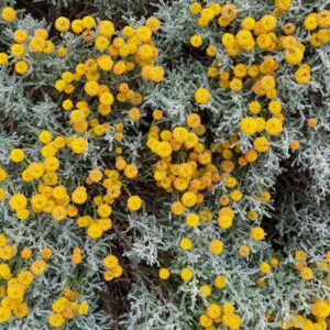 santolina chamaecyparissus fiori