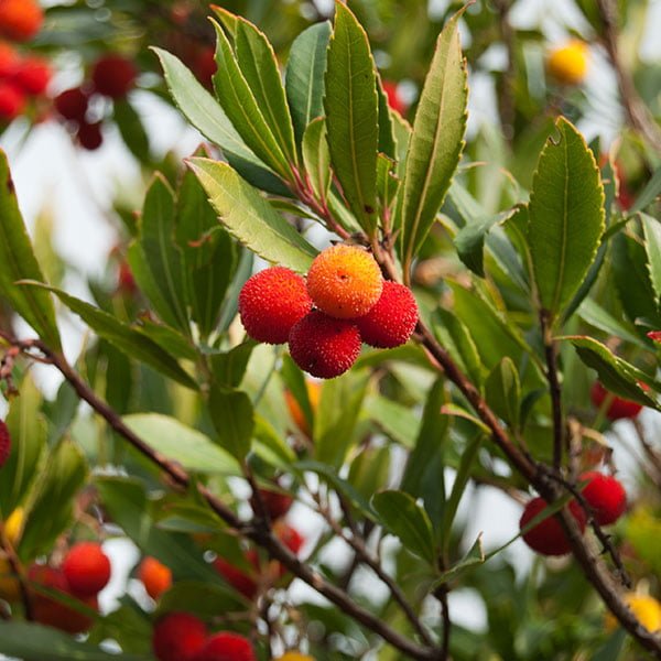 Arbutus unedo (corbezzolo)