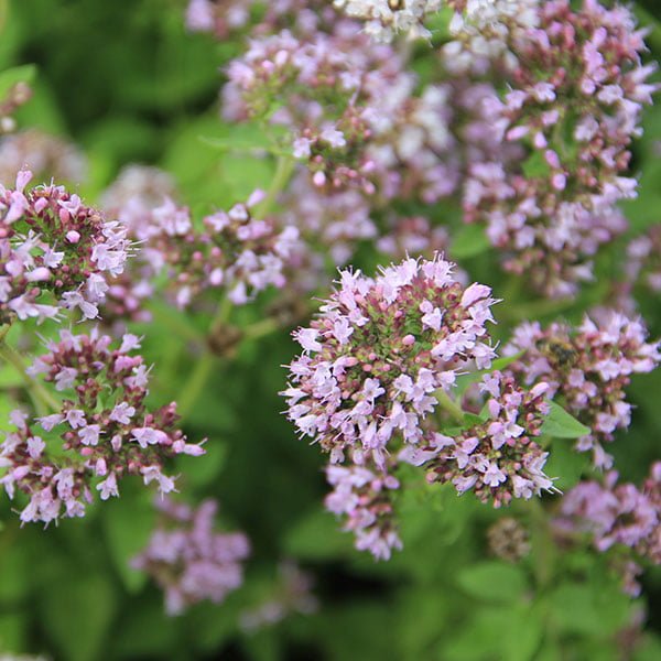 Origanum vulgare