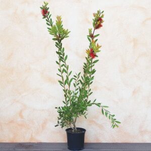 pianta di callistemon laevis in vaso
