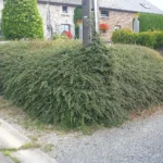 Cotoneaster 'Coral Beauty'