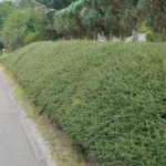 Cotoneaster 'Coral Beauty' coprisuolo