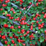 Cotoneaster coral beauty bacche