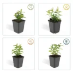 Hypericum calycinum stagionalità