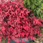 Nandina fire power colore foglie autunno inverno