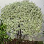 Pittosporum tenuifolium silver queen a maturità