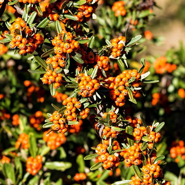 Pyracantha Navaho bacche