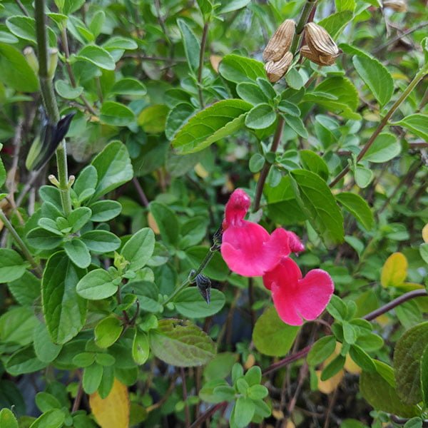 Salvia greggii