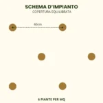 Schema impianto Rudbekia 1mq copertura equilibrata