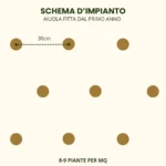 Schema impianto Rudbekia 1mq fitta