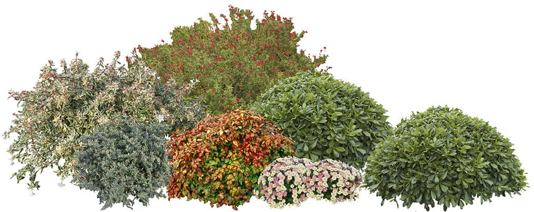 Aiuola con piante basse composizione