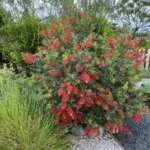 callistemon laevis fiore rosso pianta adulta