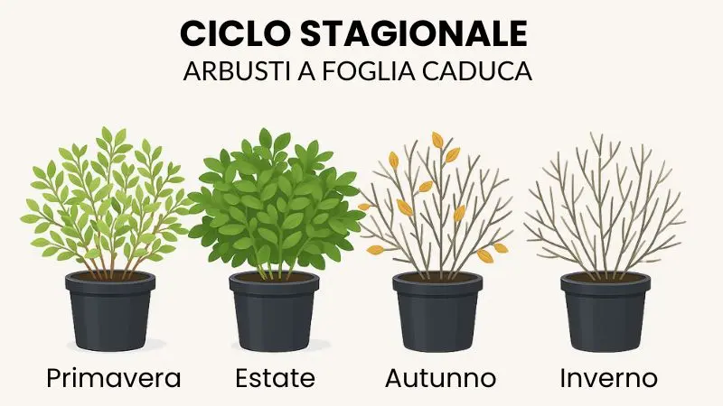 ciclo stagionale arbusti a foglia caduca