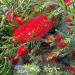 fiore callistemon laevis
