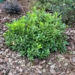 pitosforo tobira nano