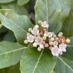 viburnum tinus dettaglio fiore