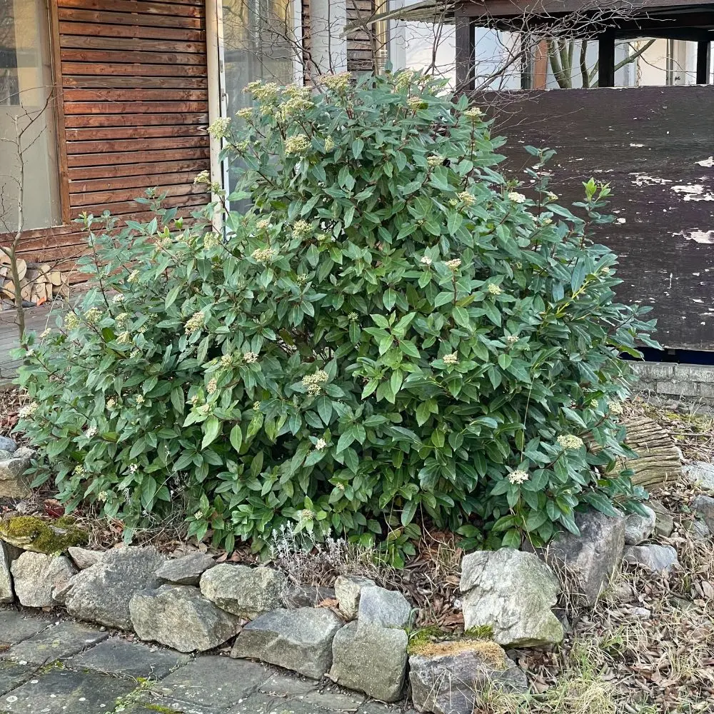 viburnum tinus pianta cresciuta