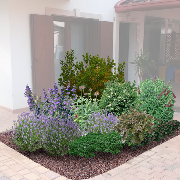 Aiuola attira farfalle